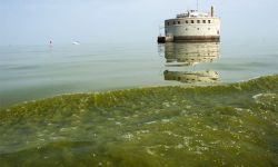 Green algae in Lake Erie