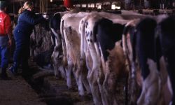 Cows in a barn