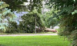 Fallen tree in a lawn