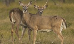 two deers in a field