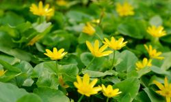  Lesser celandine, a small yellow flowers