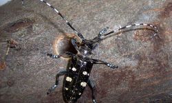 Asian longhorned beetles are shiny black insects with white spots and long antennae