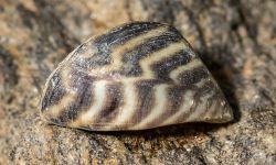 Zebra Mussel close up. It has brown and white stripes