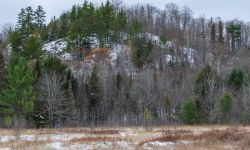 Barren trees 